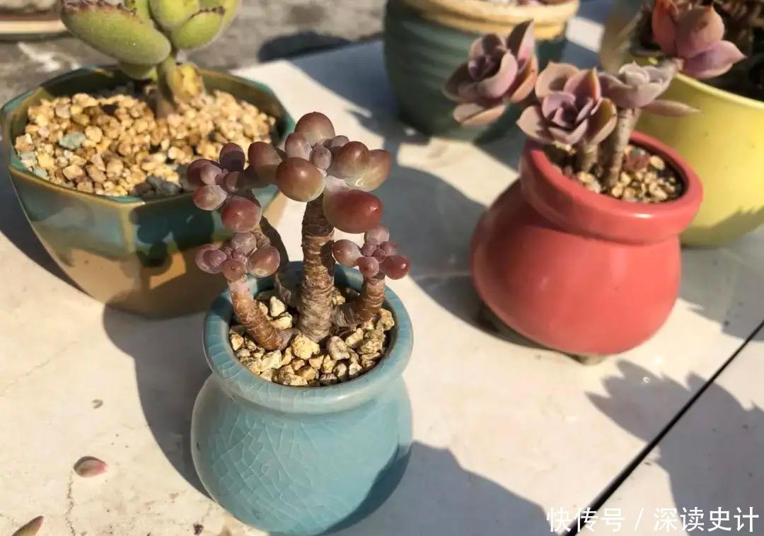 春天养多肉,只需做四件事,叶片肥美又鲜艳,非常好看