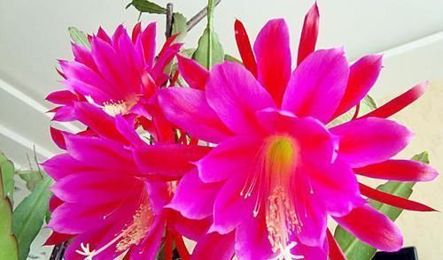 超好养的4种花,插个枝条就能活,花期几乎全年,很适合新手养