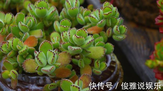 熊童子扦插很“另类”，取1枝变10盆，立马变成熊森林