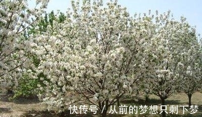 八棱海棠是美化风景的首选观赏树，有极高的观赏价值