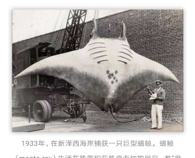 照片|这也许是你永远都没看过的罕见照片！