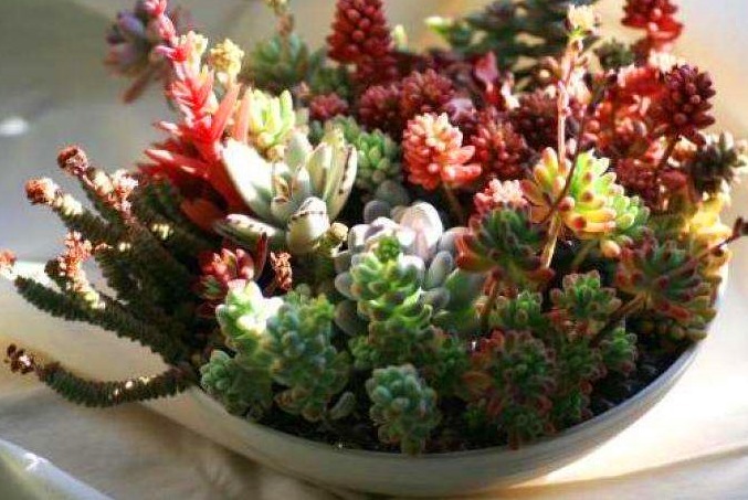 多肉养不活快了解下这些“养护手段”吧，保证你的多肉株株健康