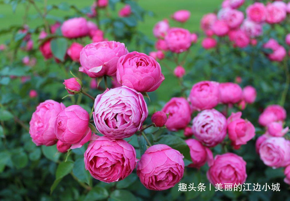 养花浇水加点“这”,3天黄叶变绿叶,枝叶粗壮,花开爆盆!