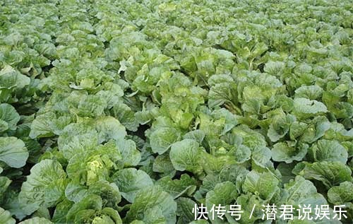 油菜|秋天也能种点小菜,撒把种子,一茬一茬割不完!