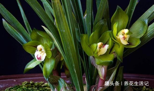 浓度|兰花出现干尖问题,只需把住“4点”就能解决,以后不再出现!