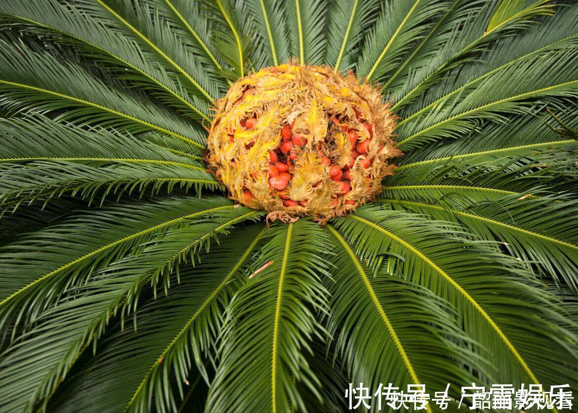 龙舌兰|3种霸气“吸毒”花,“镇宅旺财”,但是有毒,养花要知道