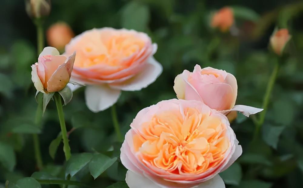 月季花|养了十年月季,总结出6个经典月季,盆栽地栽都好养,花朵满枝头