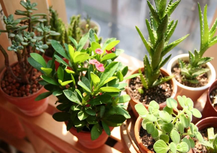 这种自制高氮肥，用好了，比淘米水、啤酒水效果好得多