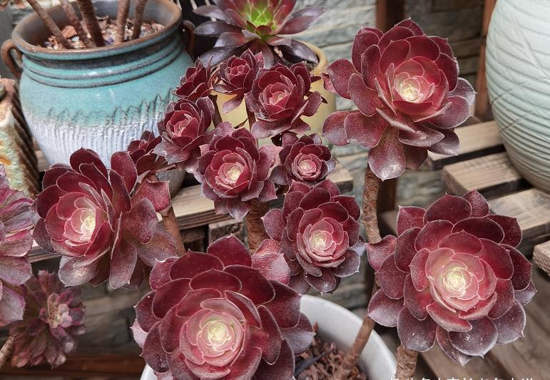 春天养法师多肉应该怎样浇水？可以直接给它们浸盆吗？