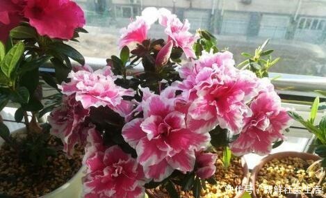 这花让人太心动，60元一盆咬牙买，冬天“赏花”全靠“它”！