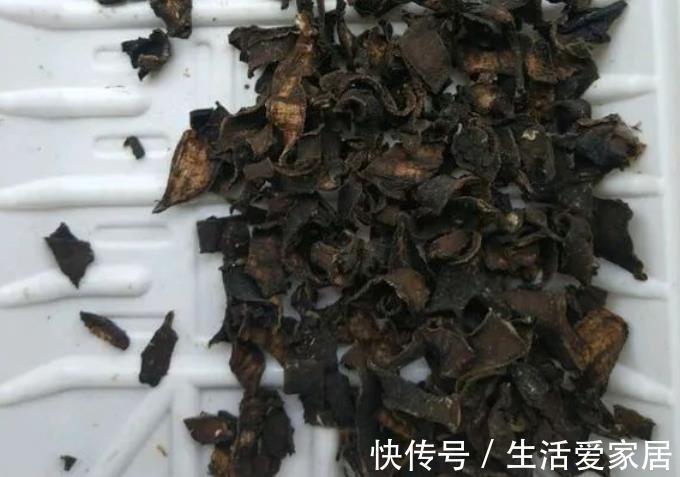 万能肥|香蕉皮:绿叶的“清洁剂”,养根壮土的“万能肥”
