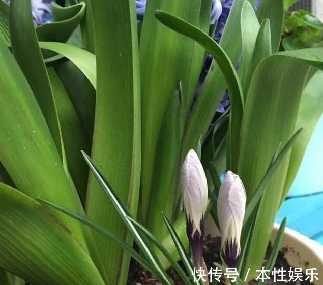 塑料袋|养花土,用一个塑料袋,轻松杀虫灭菌,花盆里一个虫子都没有