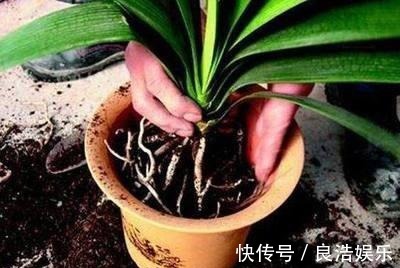 松针土|换盆先别忙，找到这3种材料旧土变新土，啥花也能用