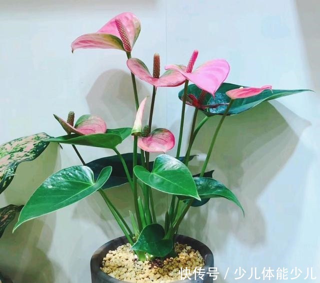 红掌、粉掌和白掌有什么区别学会了才能养护好!