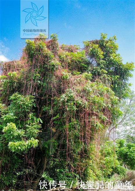 无根藤,见过吗?内治泌尿系结石、肾炎水肿;外用治皮肤湿疹