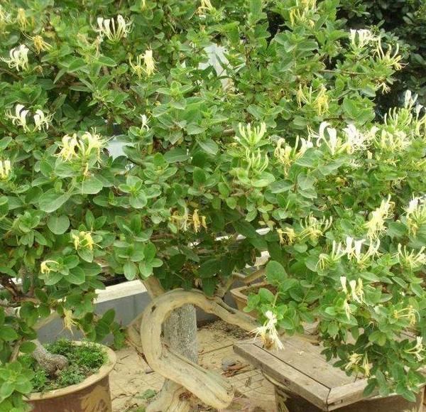 植物|聪明人什么花也不养,却去养这“4种”植物,难怪身体越来越好