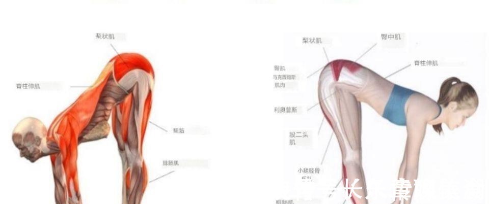 腘绳肌|瑜伽站立前屈最重要的不是手抓脚，而是转动骨盆！