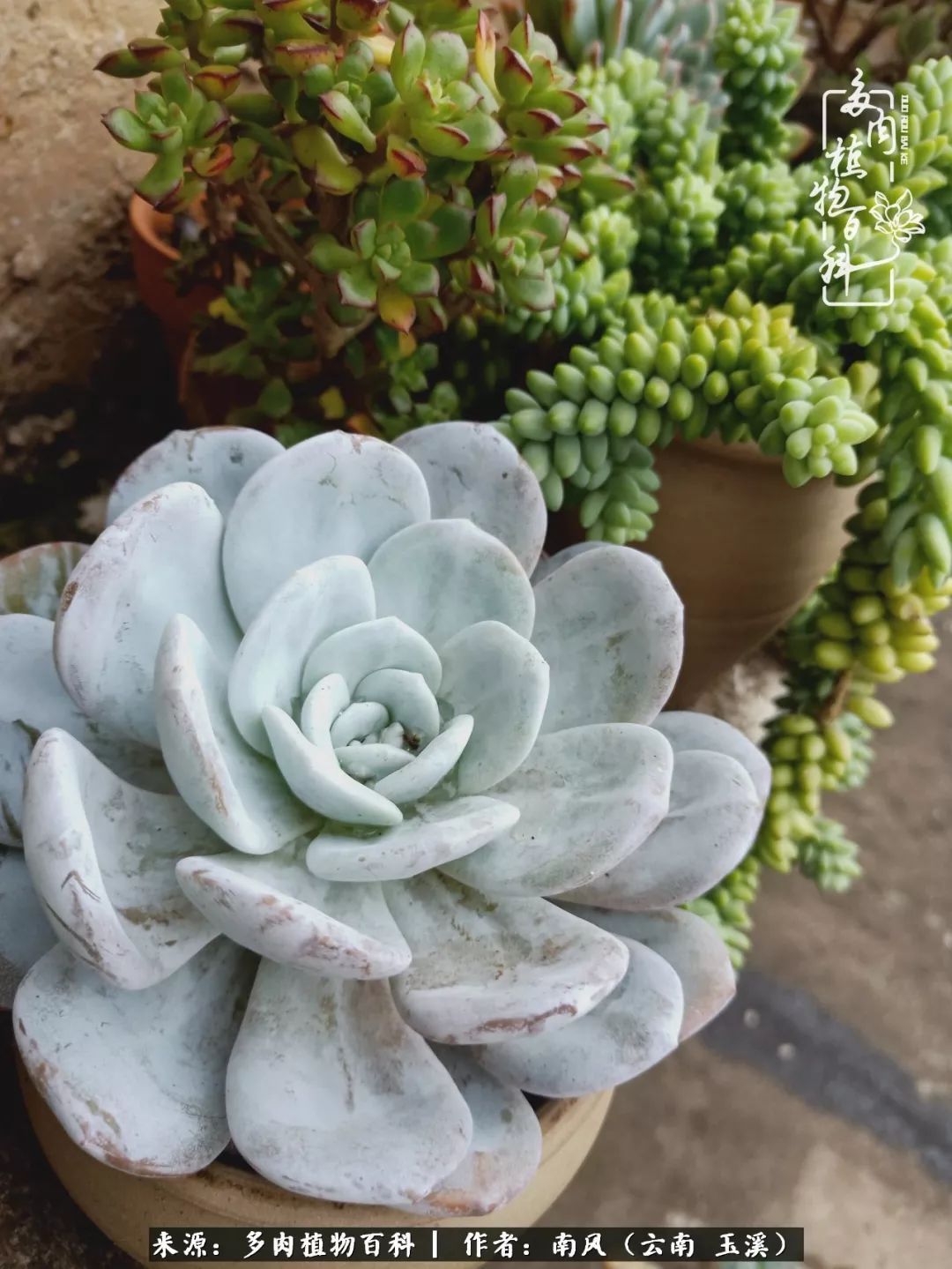 从小喜欢绿植，后来遇见多肉，情不知所起，那就再接再厉！