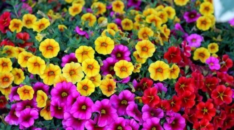 开花|4种便宜花,别小看,一开就是300多天,漂亮花期长,开成小花园