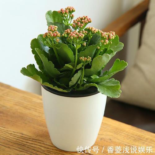 盆栽什么花草,搁阳台成一片花海?选此4款,花期长、花量大