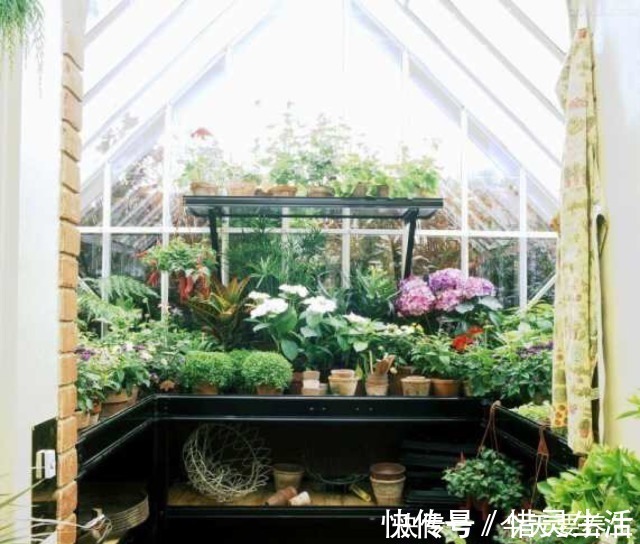 花园|阳台有了它们,立马变成小花房,看书品茶两不耽误!