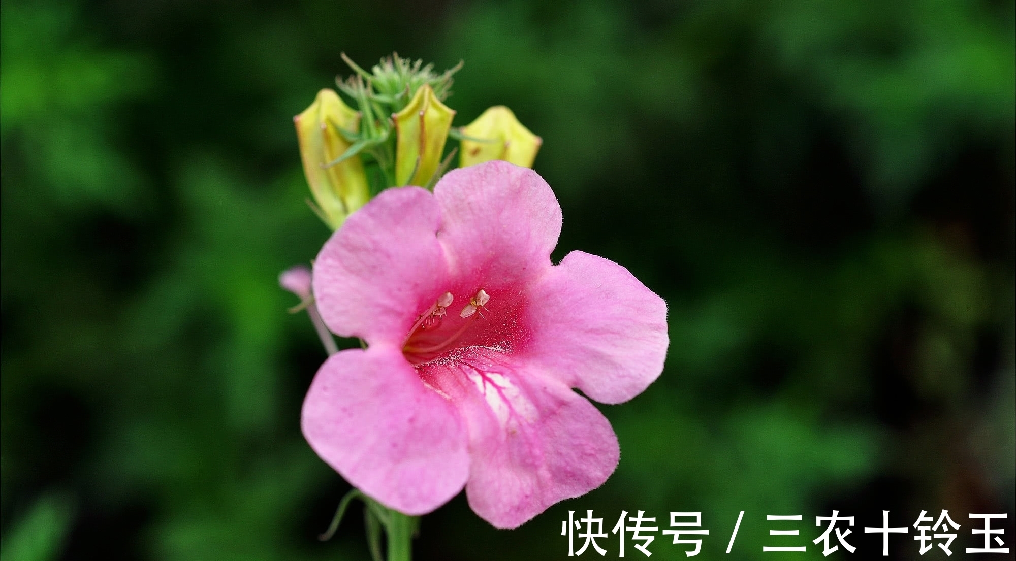 羊角|农村一种野草,常被错认成艾草,果实似羊角,对风湿有特效