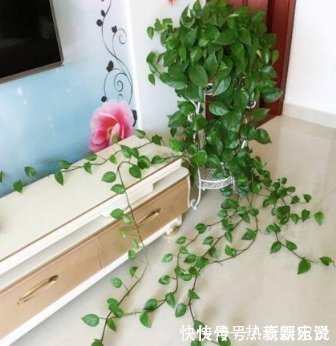 爱吃“油”的盆栽,你知道是什么吗只需喝2滴,1年养出百十盆