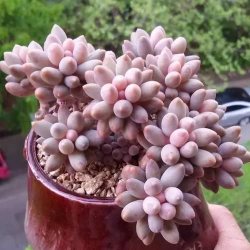 多肉|新手养多肉植物，了解掌握4个要点，保准养一个旺一个
