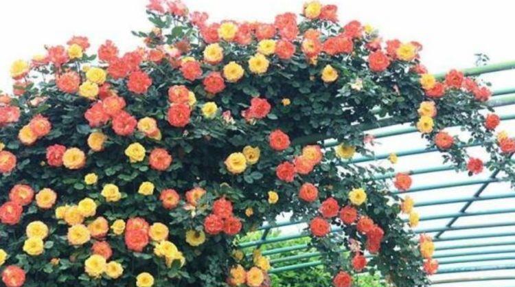 养花就养4种花,家里养一盆,花量大不操心,越养越喜欢