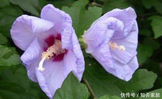 此花人见人爱,,仙气十足,养在家里朝气蓬勃,美极了