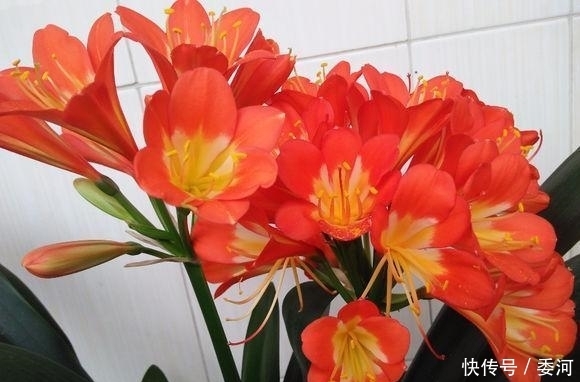 往花盆里面倒点它,君子兰疯狂长,开花多