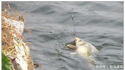 钓鲤鱼的最关键的2点，你知道吗老钓友为你解答