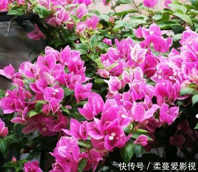 养花就养个花期长的,花姿妖娆,四季繁花似锦,姿色艳丽