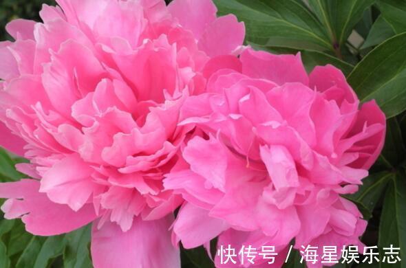 珍品|8月养菊花选盆“珍品”开花似“毛球”花姿简单优雅,养上超值