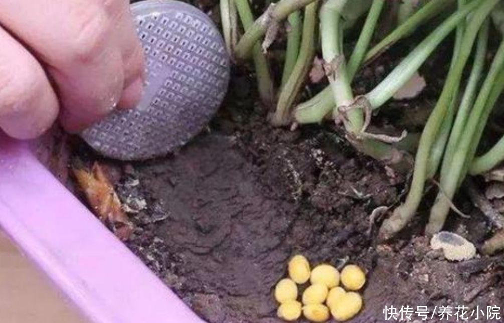 饼肥|煮熟的黄豆，能不能直接埋到花盆里当花肥？需要注意什么