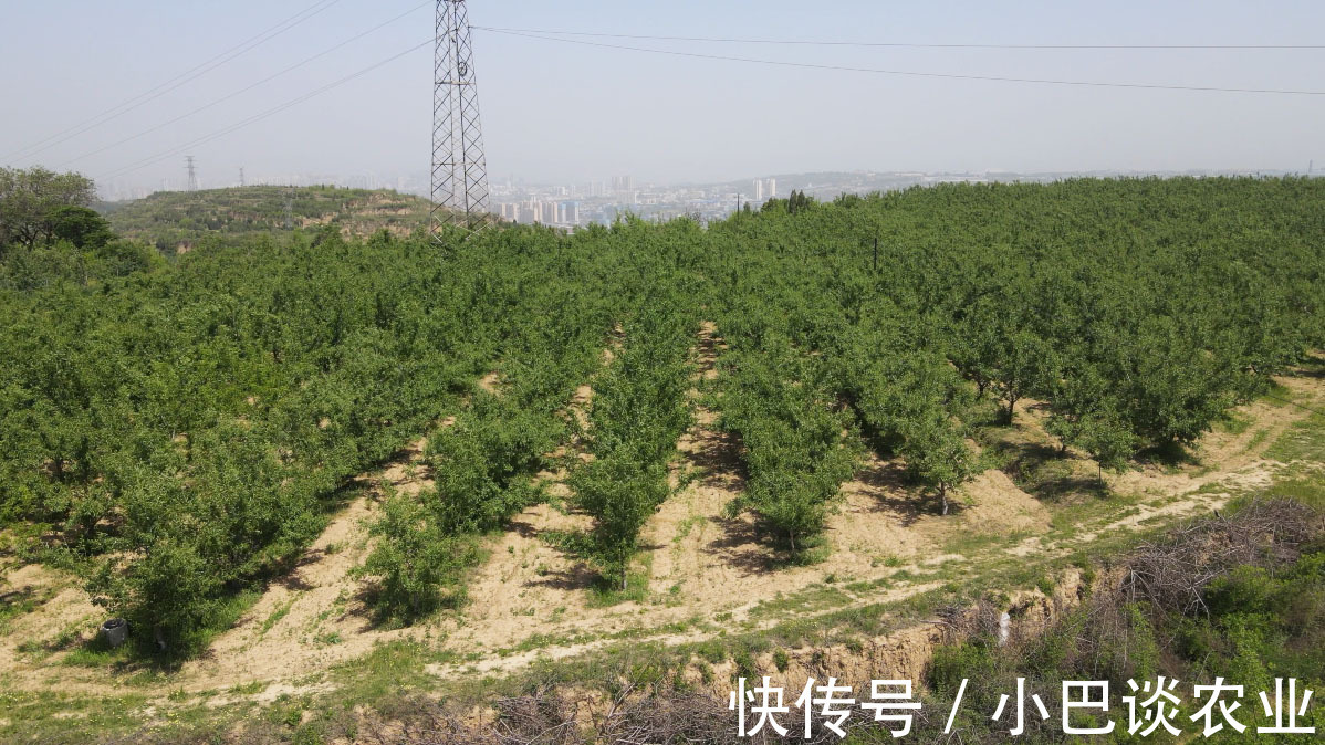 苗木 巴旦木种植为啥要选择贵的巴旦木苗木,种植户说有道理