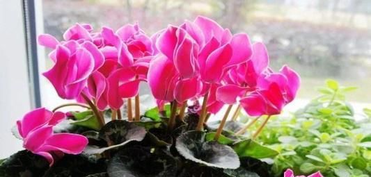 房间再小，也要养两盆它，开花仙气十足，摆放在哪都好看
