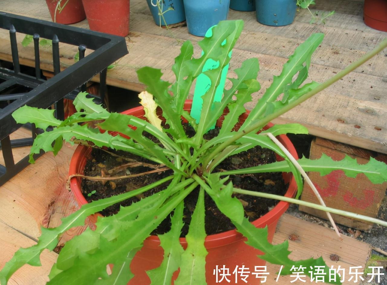 要点|一种野草叫婆婆丁,路边常见别忽视,老人说其价值极高