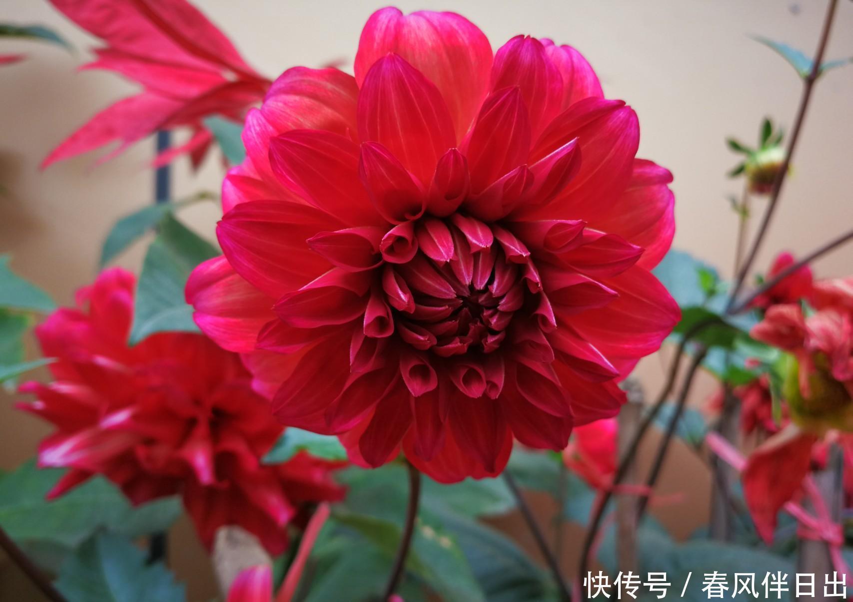 连开半年的花,花朵大姿态美,这个优质品种你养过吗?