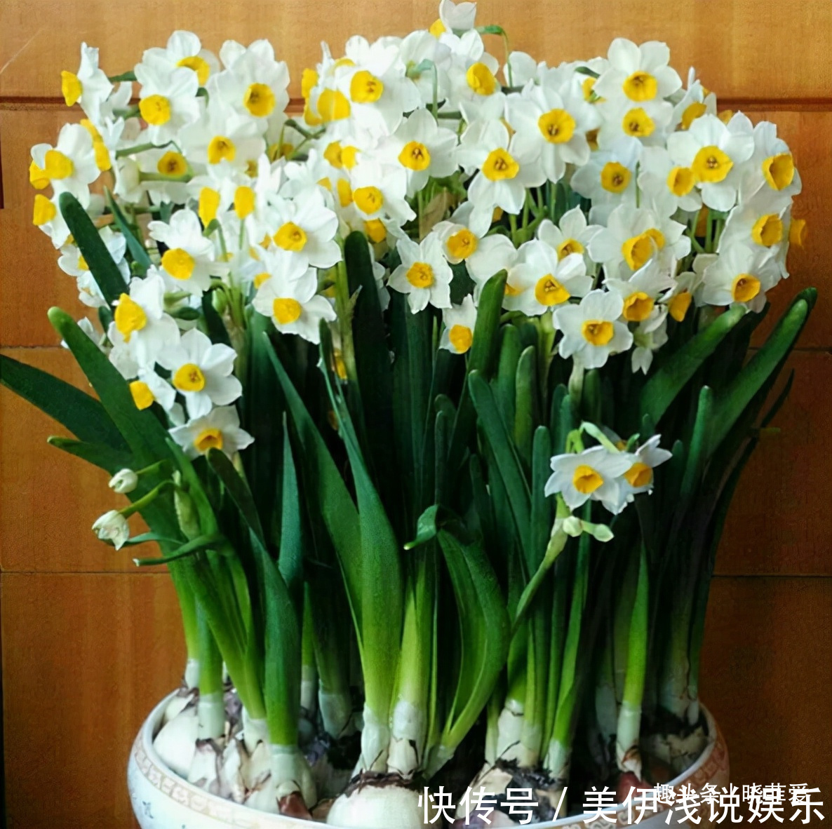 失眠|提醒:这12种“漂亮花”,不适合养在室内,别不当回事