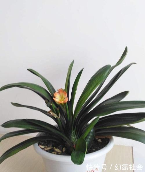 王大爷养君子兰经验真足!花肥就用此2种,根壮花旺长势好!