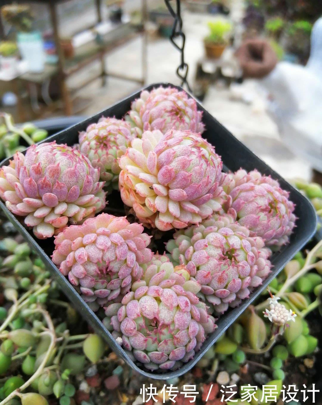 多肉|夏天温度高,不要给这“三多肉”喷水,否则易黑腐,直接化成水