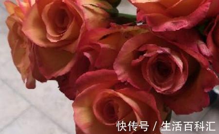 花瓣|养花试试这几款,花瓣周围一圈红边,好似少女裙沿的俏皮镶边