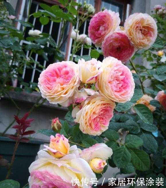 温度|月季服盆慢,满足“三要求”,“快速缓苗”,三周冒出一堆大白根