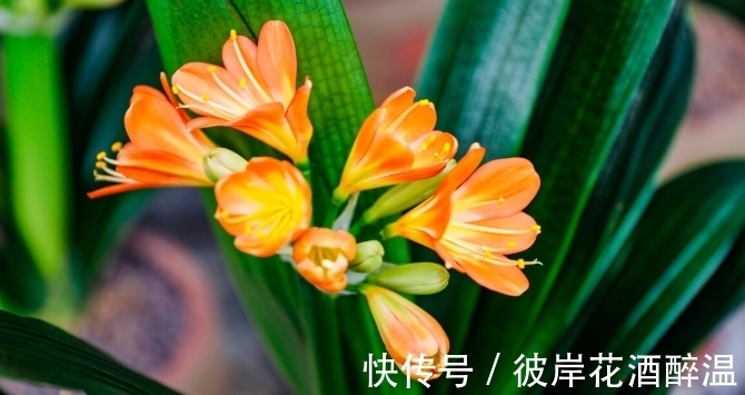 如何让君子兰主动开花？给你4个建议，到时间就开，不用发愁