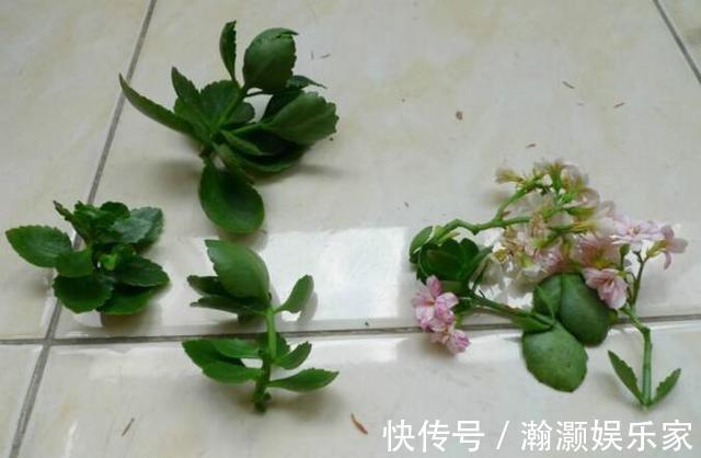 爆盆|让长寿花、天竺葵花朵开爆盆记住1个“时间表”,跟着学就行了