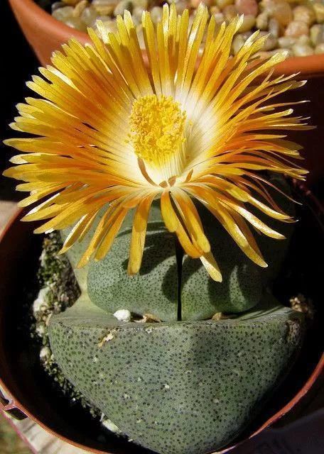  娇艳|石生花，绝美娇艳！