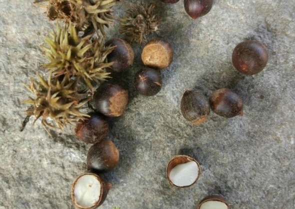 食用价值|农村即将“消失”的野果子,吃过4种正常,全吃过的说明您真老了