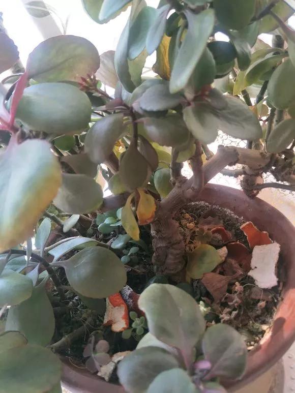 花钱买了大老桩，越养越不开花，试试这个方法，复壮开爆盆