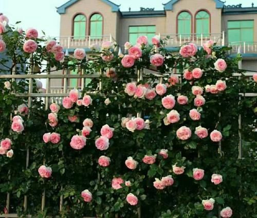 做法|去闺蜜家发现,院子里没有一处空地,遍地是花卉,做法好高级